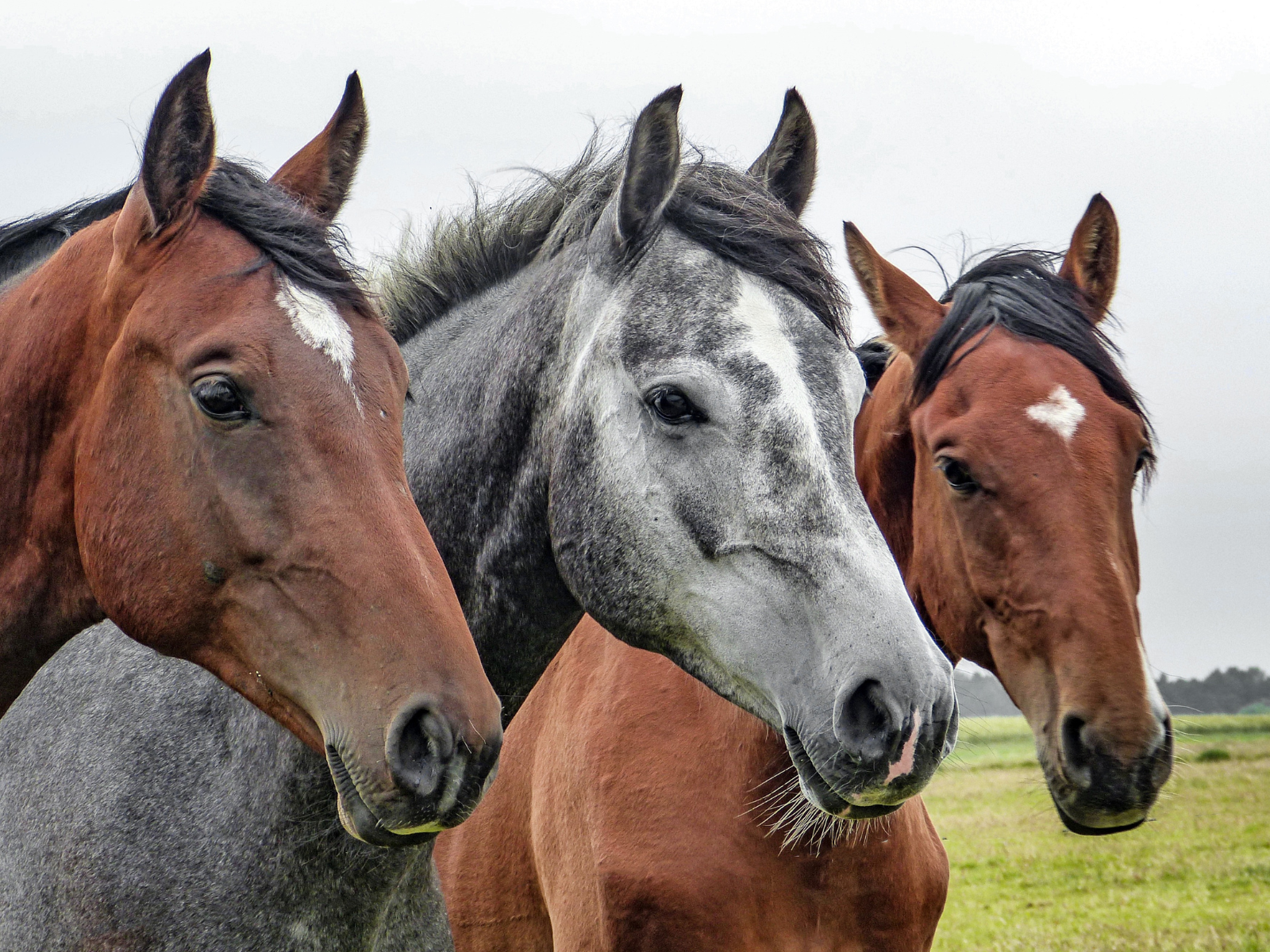 Your Horse's Bridgerton Name- Social Fun Highlights – Farm House Tack