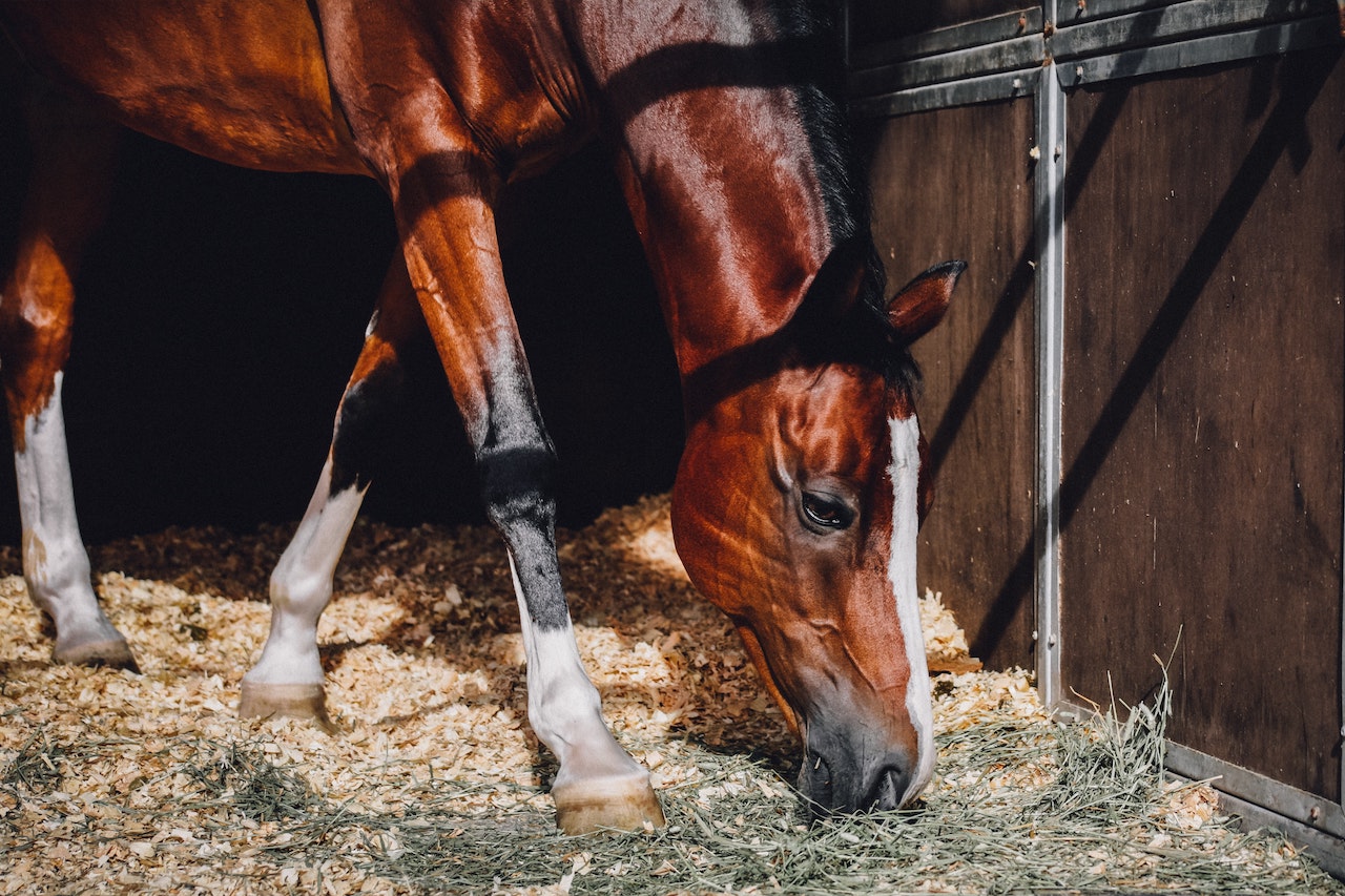 Horse Boarding: Types, Cost, & Other Considerations – Farm House Tack