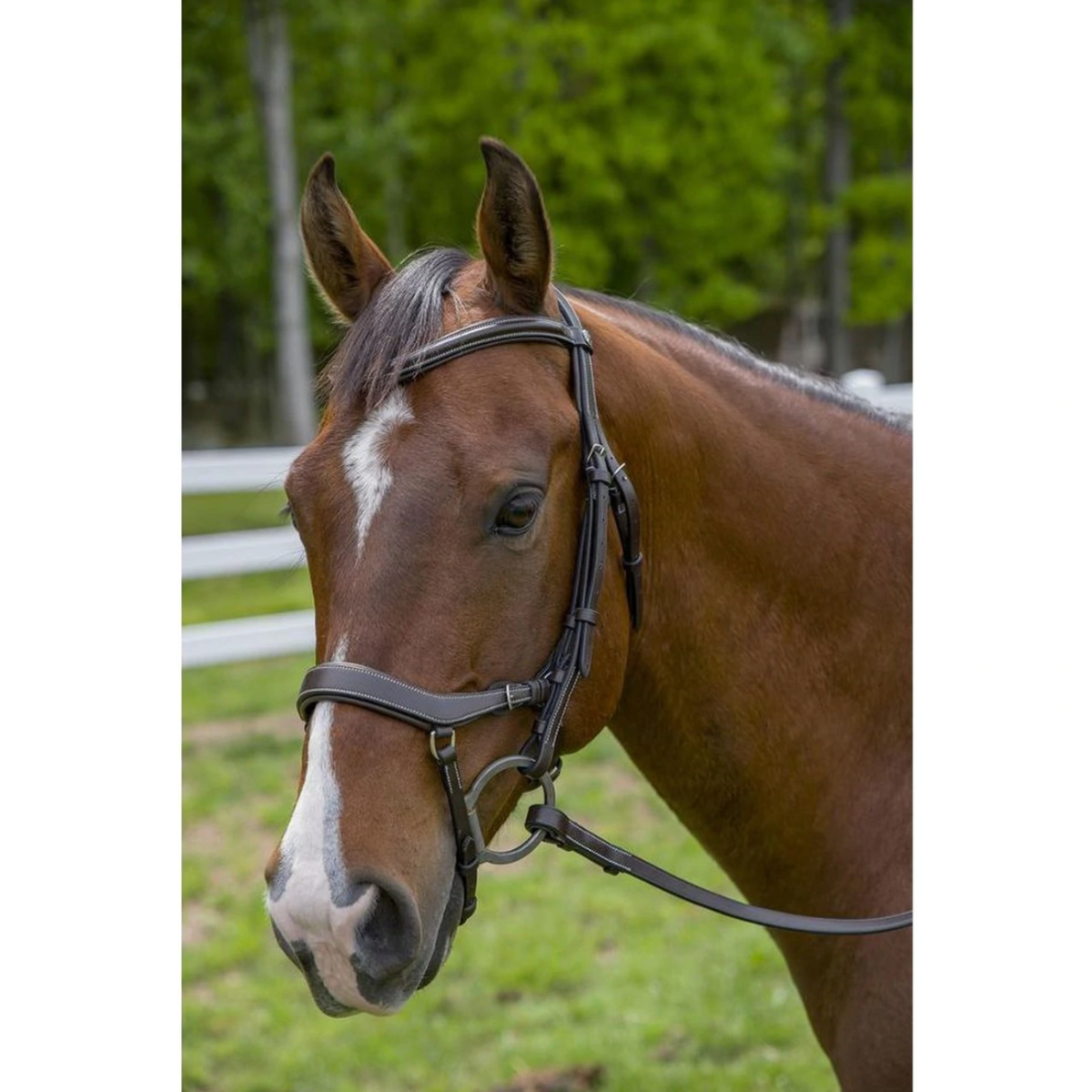 Anatomical Horse Bridles - Equestrian Equipment Australia