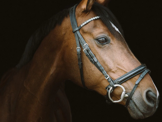 A chestnut horse wearing a D ring bridle