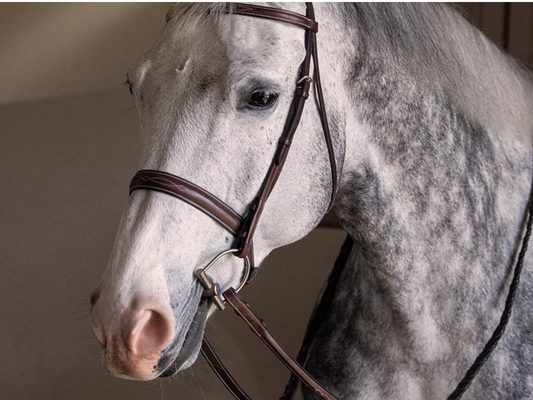 Close-up of a dappled grey horse wearing a brown bridle and D-ring bit