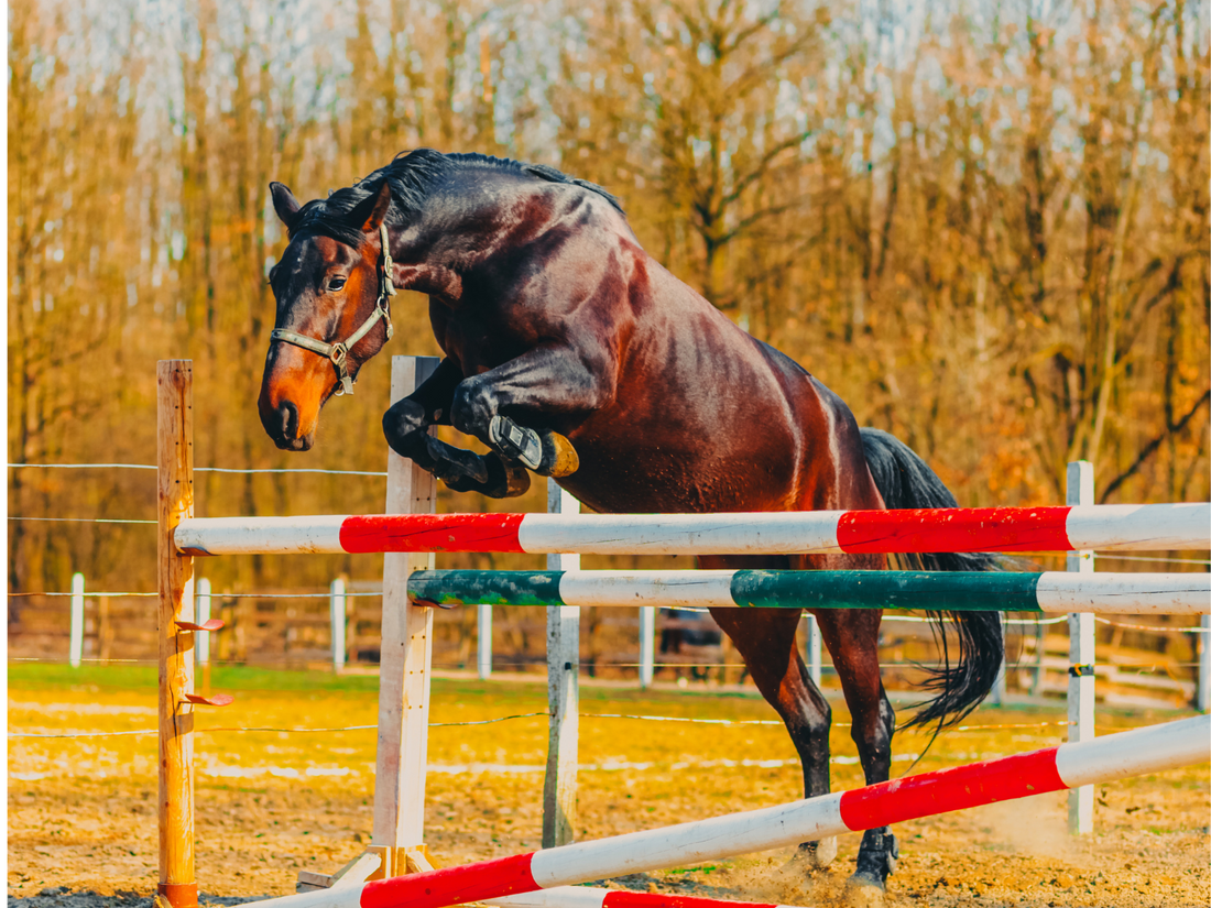 A brown horse free jumps over a tall jump in front of a fall background