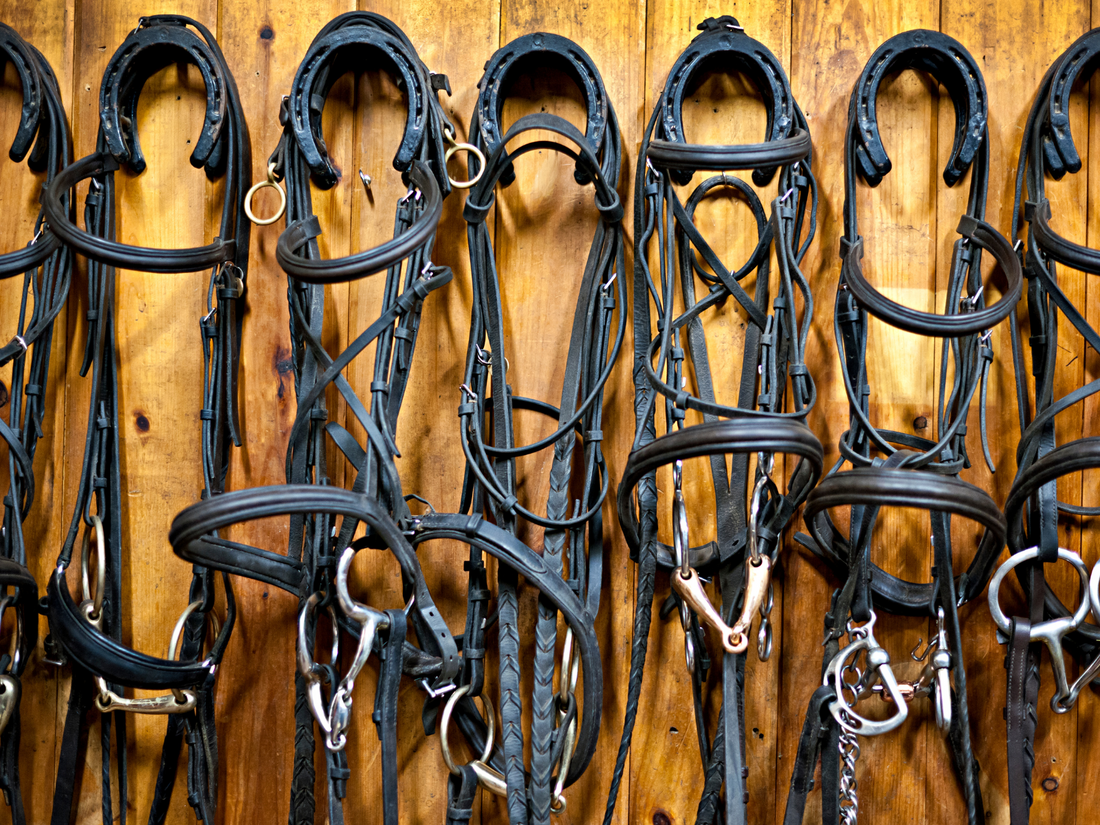 Several bridles displayed on a barn wall