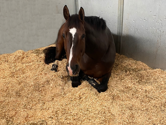 Do Horses Sleep Standing Up? Answering Your Questions About Horses Sleeping