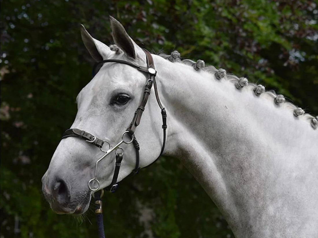 What Is a Hackamore & Is It Better Than a Bit?