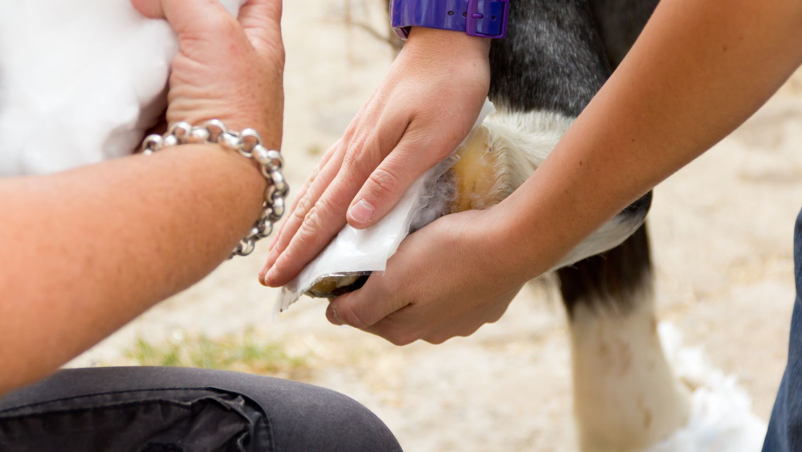 how to treat hoof abscess after drainage