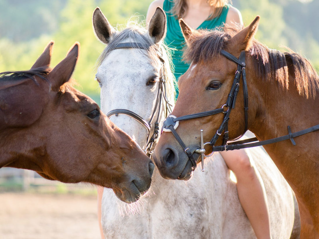 Horse Body Language: Decoding Your Horse’s Behavior