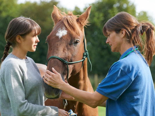 10 Horse Care Mistakes Your Vet Wishes You’d Quit Making