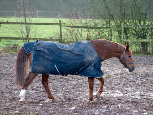 A chestnut horse wearing a waterproof rain sheet