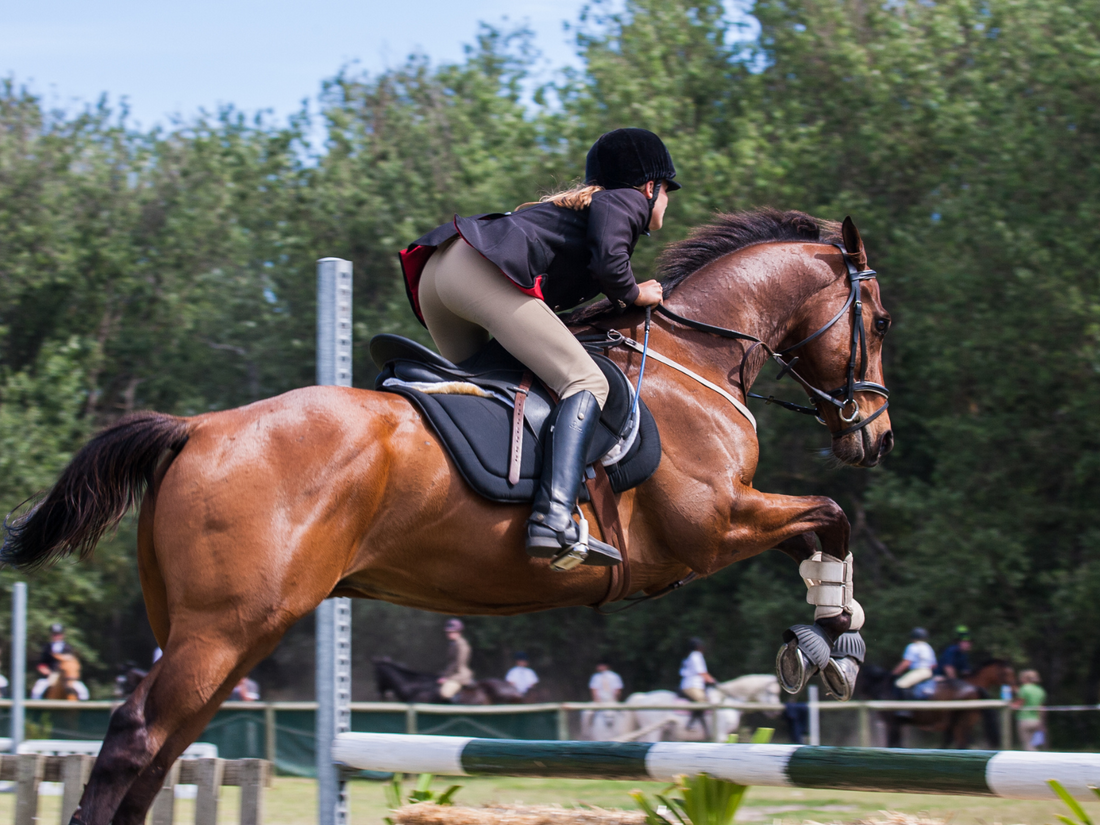 A rider wearing horse riding apparel jumps in a competition