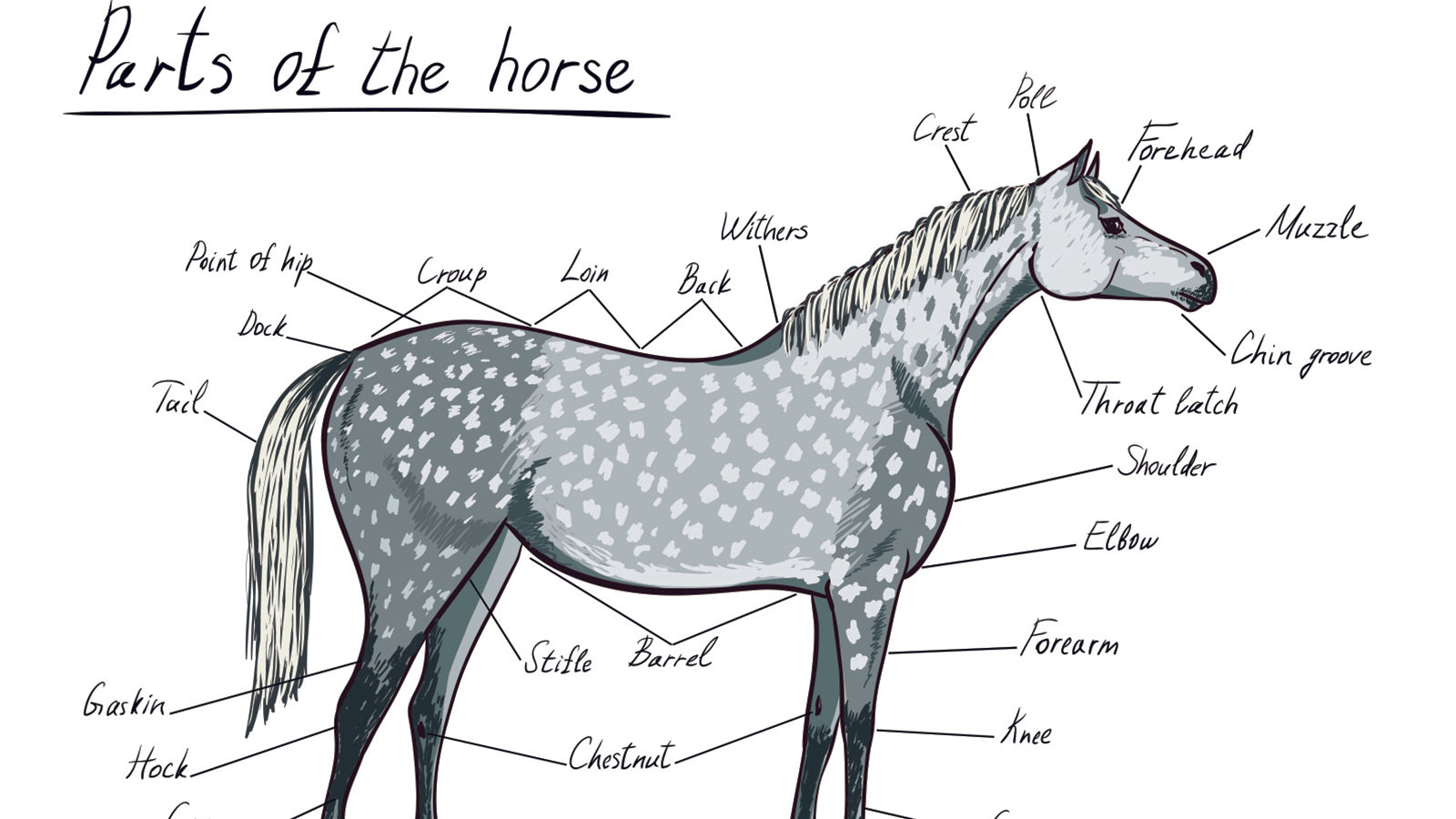 Parts Of A Horse Horse Anatomy With Pictures Equestrians Guide