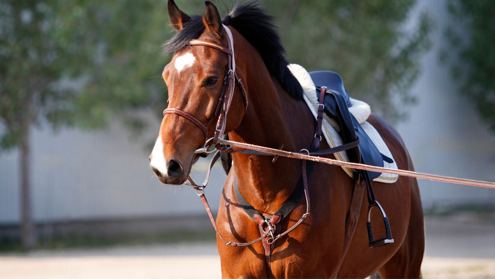 Improve your English language  Horse anatomy, Horses, Horse lessons