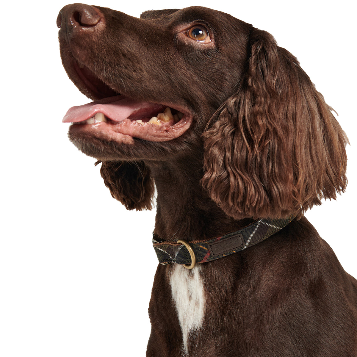 Barbour dog clearance leads