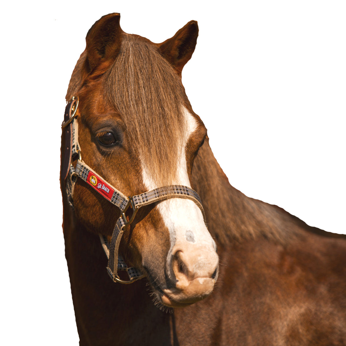 Shires Nylon Breakaway Halter – Euro Equestrian
