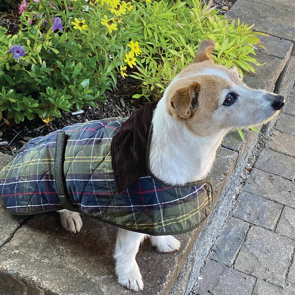 Barbour Tartan Dog Coat Classic Tartan S