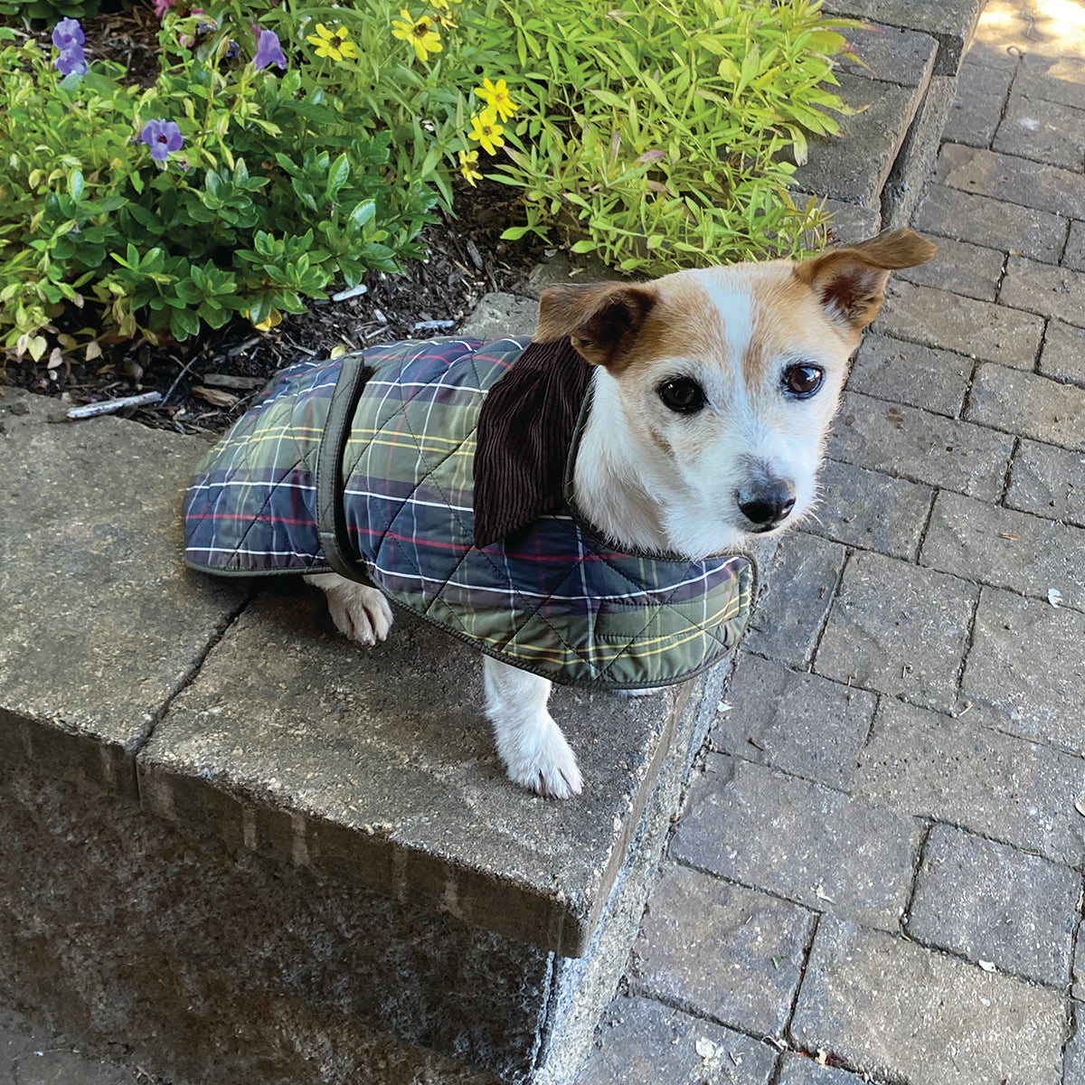 Barbour wool store dog coat