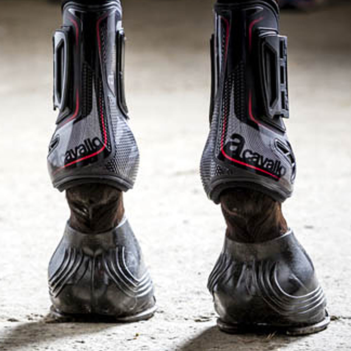 Acavallo 2025 tendon boots